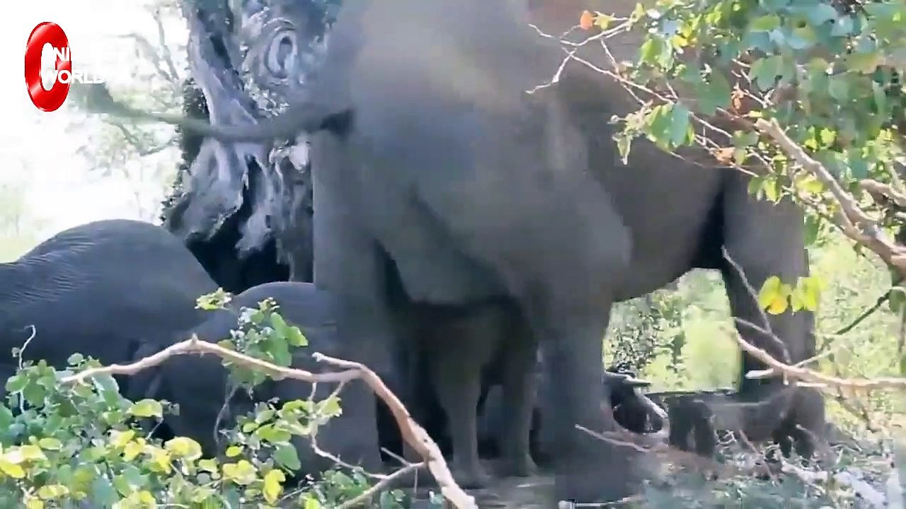 The best battles of the animal world, Harsh Life of Wild Animals, Lion, Buffalo, Leopard, Jackal,