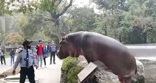 Un agent de sécurité prend de gros risques pour replacer un hippopotame dans son enclos