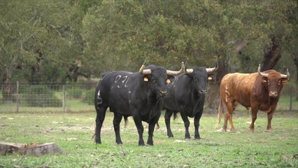 Palha - Emilio de Justo - Las Ventas