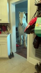 Hrimnir an Icelandic Horse Breaks into House