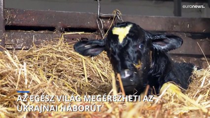 Élelmiszerhiány és áremelkedés várható az ukrajnai háború miatt világszerte