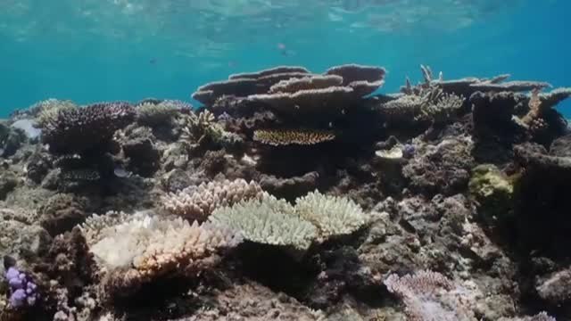 La Gran Barrera de Coral se tiñe de blanco