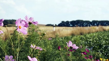 Volkswagen Golf GTE 2020 (Conduite)