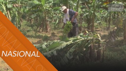 Pekebun pisang kerugian ribuan ringgit tanaman dibadai banjir
