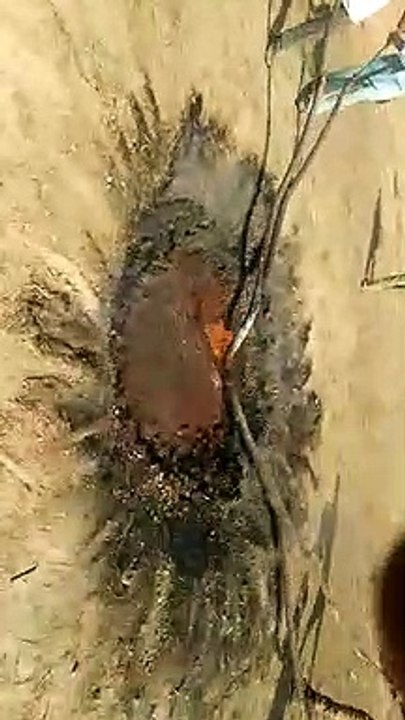 श्रीगंगानगर में सरहदी क्षेत्र के किसान तैयार कर रहे साजी, बीकानेर के पापड़ निर्माताओं की डिमांड