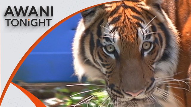 Save Malayan Tigers | Balancing conservation and development