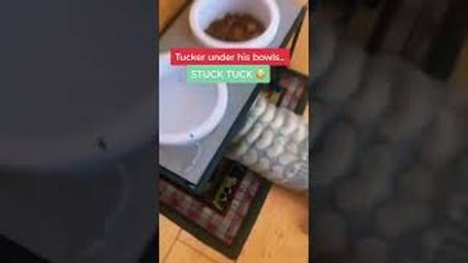 Tucker the Elderly Dog Gets Stuck Under Bowls