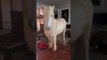 Hrimnir an Icelandic Horse Breaks into House