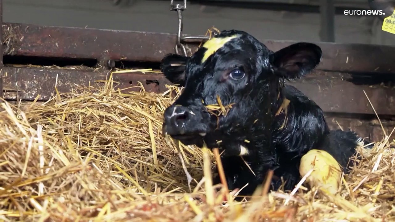 Krieg in der Ukraine: Landwirte sind von ihrer Wehrpflicht freigestellt