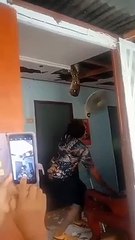 Removing a Massive Snake From Ceiling