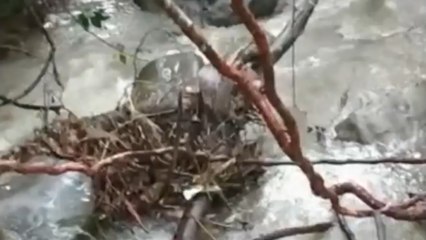 Dos menores perdieron la vida al ser arrastradas por corriente de agua en Quebradanegra