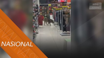 Pengunjung cemas, babi hutan masuk pusat beli belah
