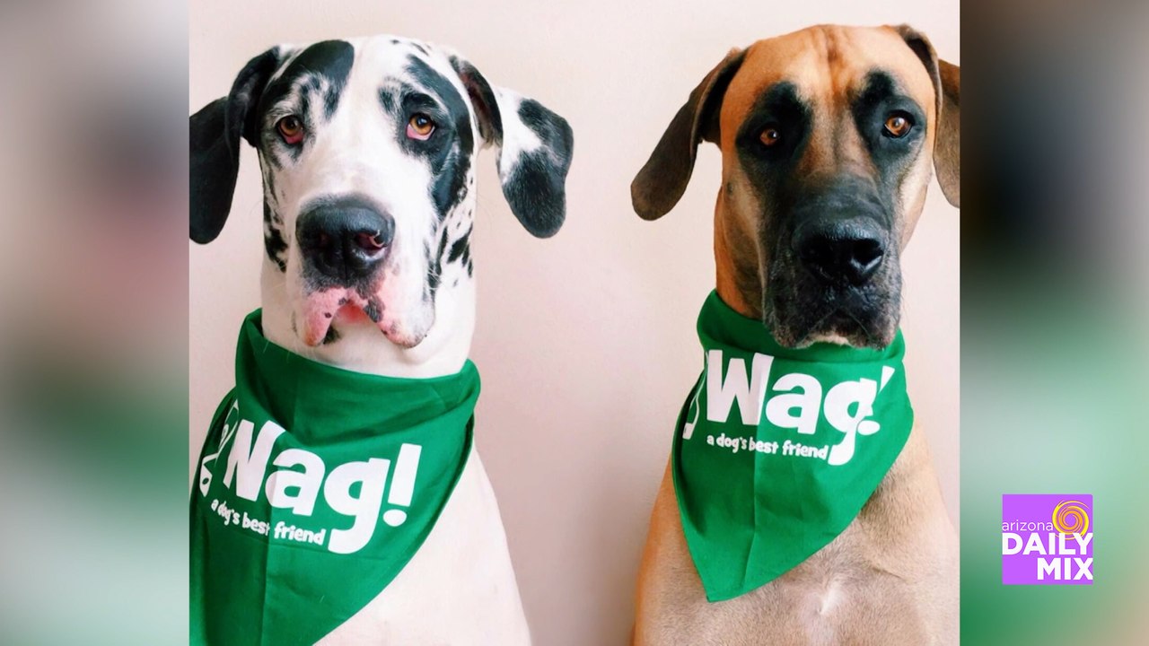 Keeping Our Pets Happy as We Return to Work