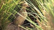 Victorian conservationists help save endangered bird from extinction