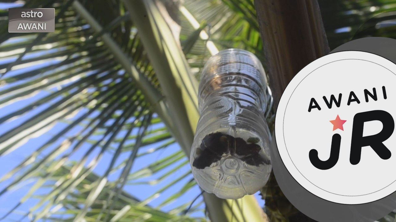 #AWANIJr: Manisan ke Nisang?