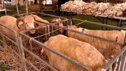 Elders SA Stud Merino Expo at Burra| March 16| Stock Journal