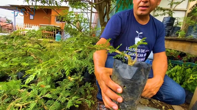 mqn-Leo” salvará árboles Guayacanes Reales de la extinción-210322