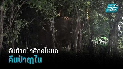 เจ้าหน้าที่จับช้างป่าสีดอโหนกคืนป่าฤาไนได้สำเร็จ | โชว์ข่าวเช้านี้