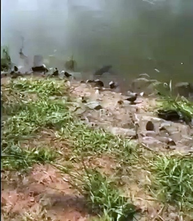 Hungry Fish