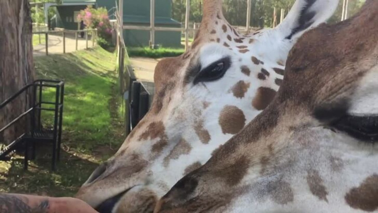 Mogo Zoo reopens