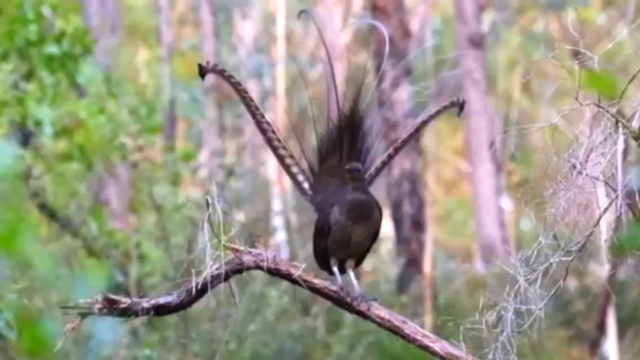 Lyrebird mimics other birds