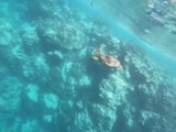 Swimming with the turtles in Rarotonga