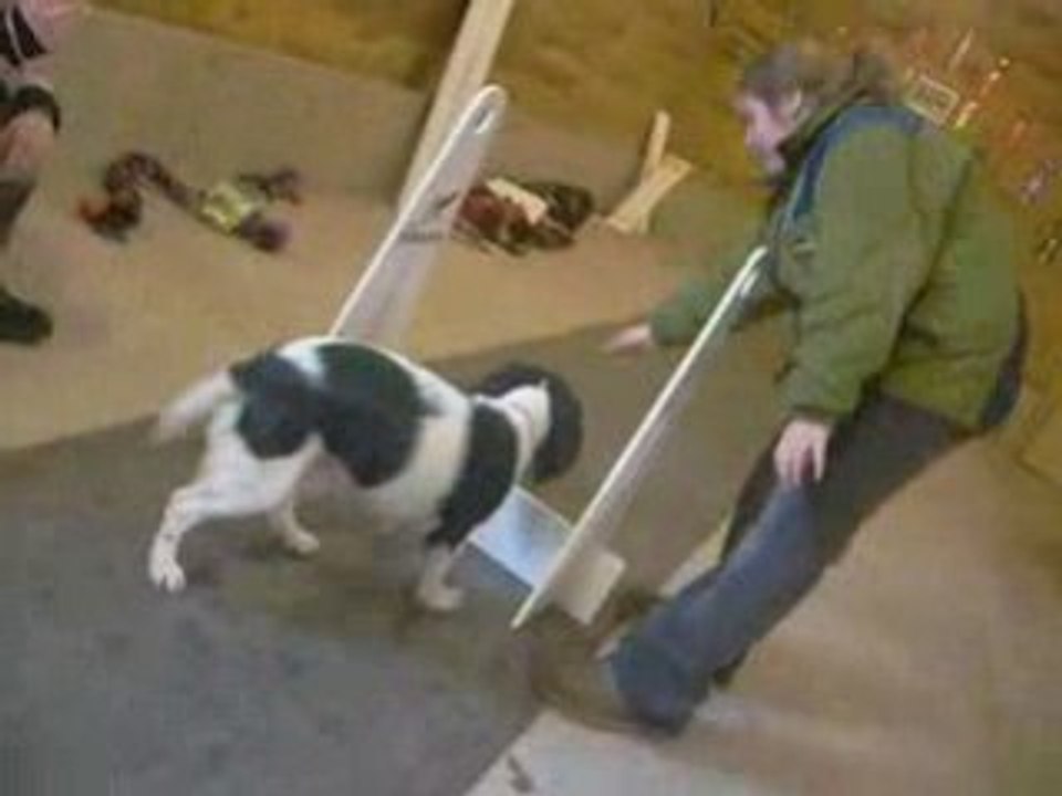 Flyball