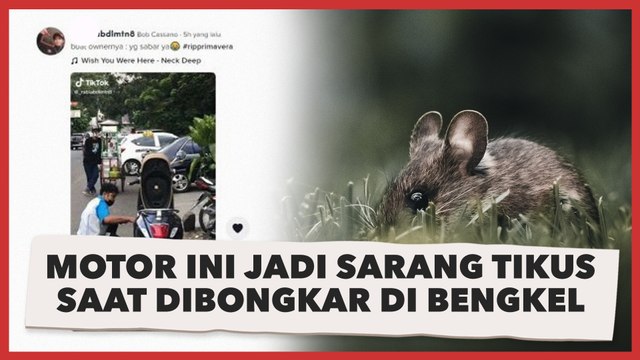 Jarang Digunakan, Motor Ini Jadi Sarang Tikus saat Dibongkar di Bengkel