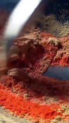 How To Make chicken | Chicken Recipe | Best Chicken Recipe | Rk food shorts