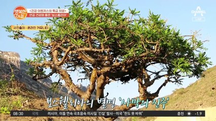 성경에도 등장! 연골 건강에 도움 되는 자연이 주는 보석 '보스웰리아'의 효능