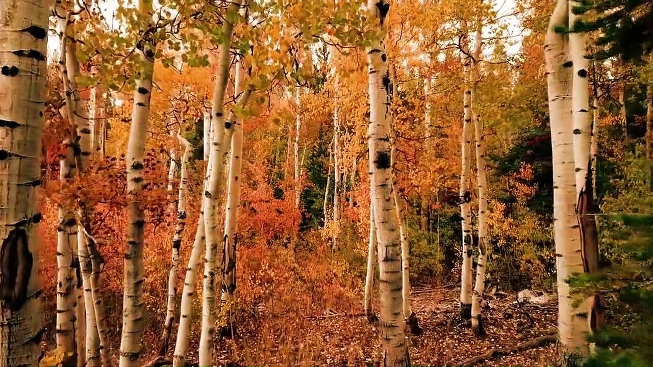 5 Minutes Meditation | Nature Meditation with Relaxing Music