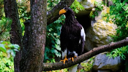 Nature and Wild Life Video with meditation Music | Nature Meditation