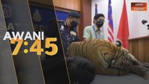 Polis rampas harimau belang, kumbang, gading gajah