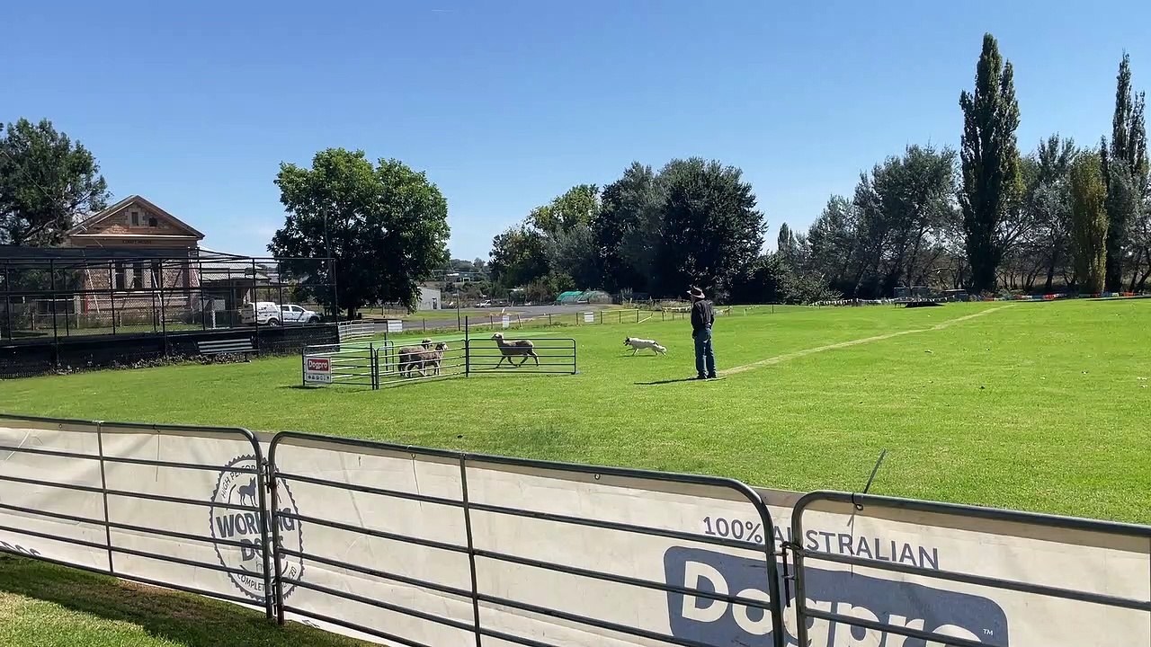 NSW Dogpro Plus State Championships, Molong | 22 March, 2022 | Central Western Daily