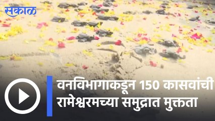 Tamilnadu | वनविभागाकडून १५० कासवांची रामेश्वरमच्या समुद्रात मुक्तता |Sakal |