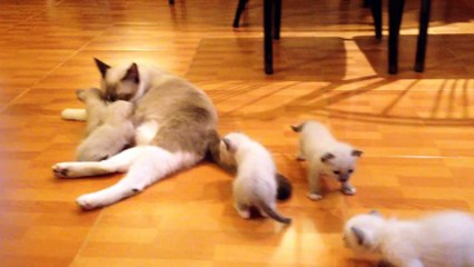 Funny Video Of Cats Playing..Pets animals Life 2022