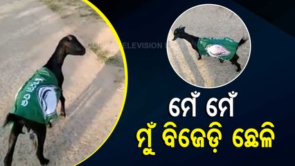 News Fuse | Capital City’s ‘Smart’ Ox Knows Whose Poster To Eat