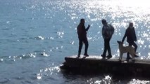 Son dakika haberleri | Bodrum'da denizde ölü caretta caretta bulundu