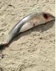 GEÇEN YIL 8 YUNUSUN ÖLDÜĞÜ SAHİLDE, 2 YUNUS DAHA KARAYA VURDU