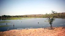 Ranthambore Fort Rajasthan