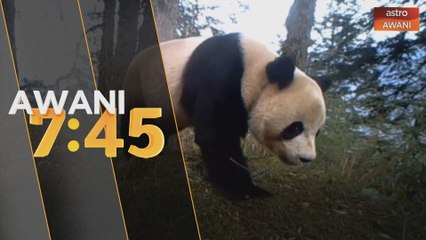 Hidupan liar | Pasangan panda zahirkan cinta dengan ciuman