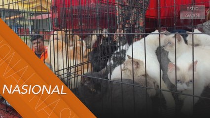 Kucing mangsa banjir turut dipindahkan ke PPS