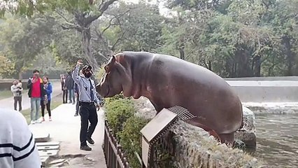 Un hippopotame cherche a sortir de son enclos