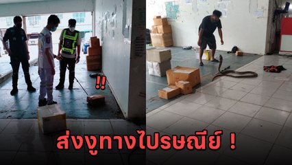 ช่างหาทำ ! ส่งงูจงอางยาว 4 เมตรทางไปรษณีย์ พนักงานผวาหนัก หัวใจจะวาย