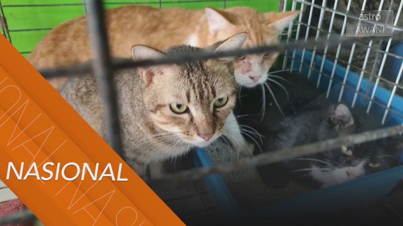 Pencinta haiwan sediakan tempat perpindahan sementara untuk kucing
