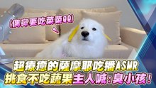 超療癒的薩摩耶吃播ASMR 挑食不吃蔬果主人喊:臭小孩!