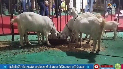 Sangamneri Goat Farming  | संगमनेरी शेळी दुधासाठीही उपयुक्त | Sakal |