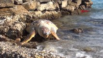 Bodrum sahilinde ölü caretta caretta bulundu