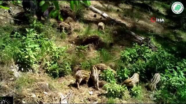 Yavru yaban domuzlarını doğal ortamlarında fotokapan görüntüledi