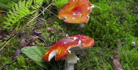 Macro Worlds S01 E01